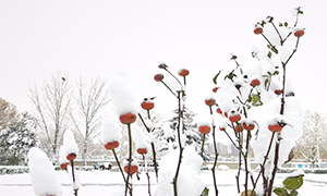 雪落成诗 郑州校园雪后美成一首诗